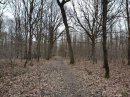 Forêt de Rougeau, route de Traverse